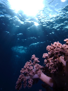 Reef
